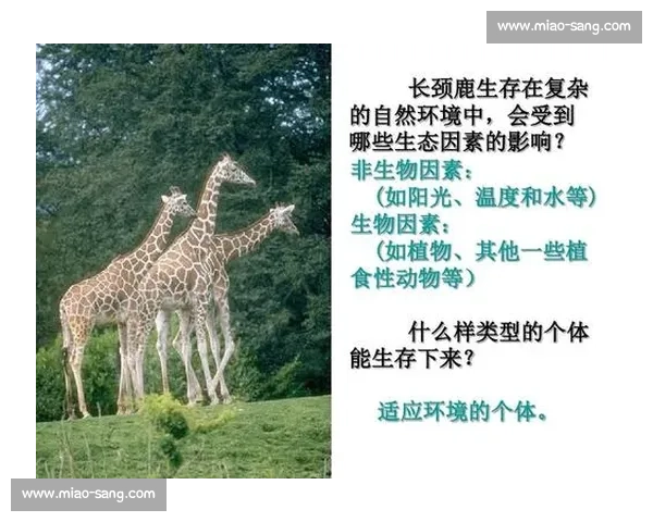 以适应能力为核心探讨个人与组织在变化环境中的成长与发展策略
